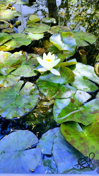 La beauté du nénuphar entouré de ses feuilles Photographie intitulée "La beauté du nénuph…" par Emma Laflute, Œuvre d'art originale, Photographie non manipulée