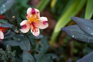 Une fleur d'astroemeria isolée 摄影 标题为“Une fleur d'astroem…” 由Coralie Dauzats, 原创艺术品, 数码摄影