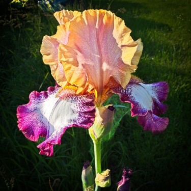 "Iris violet et jaune" başlıklı Fotoğraf Michel Akli tarafından, Orijinal sanat, Dijital Fotoğrafçılık