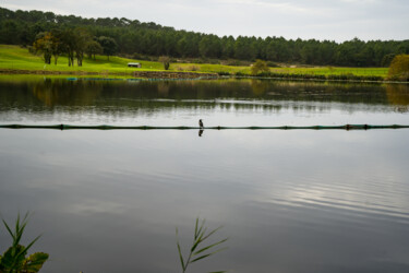 Un oiseau posé sur le barrage du golf de Soustons Photography titled "Un oiseau posé sur…" by Coralie Dauzats, Original Artwork, Digital Photography