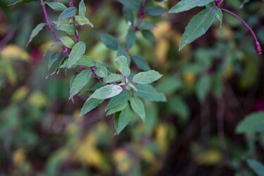 Une branche de fuchsia prise en macro "Une branche de fuch…" başlıklı Fotoğraf Coralie Dauzats tarafından, Orijinal sanat, Dijital Fotoğrafçılık
