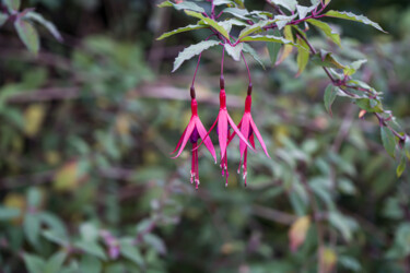 Trois belles fleurs de fuchsias 제목이 "Trois belles fleurs…"인 사진 Coralie Dauzats로, 원작, 디지털