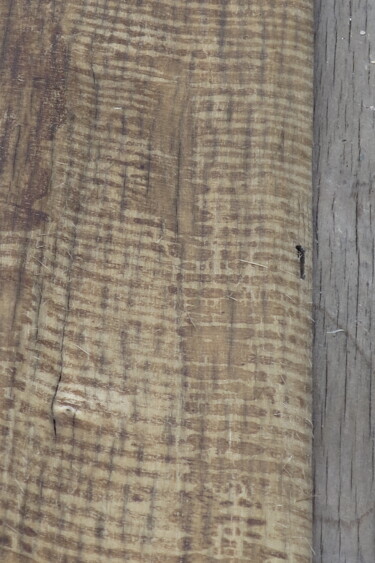 Fotografia intitolato "Phloem Codex" da Petr Stovbur, Opera d'arte originale, Fotografia non manipolata