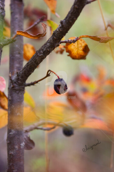 Autumn Whispers of Wonder (Golden Autumn Mood) Fotografia intitolato "Autumn Whispers of…" da Ania Qruasel, Opera d'arte originale, Fotografia digitale