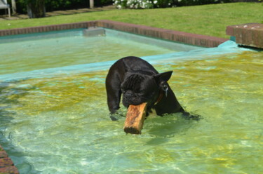 "Tyson Play in Water" başlıklı Fotoğraf Mick Paulat tarafından, Orijinal sanat, Dijital Fotoğrafçılık