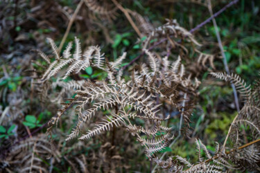Fougères prises en macro Photography titled "Fougères prises en…" by Coralie Dauzats, Original Artwork, Digital Photography