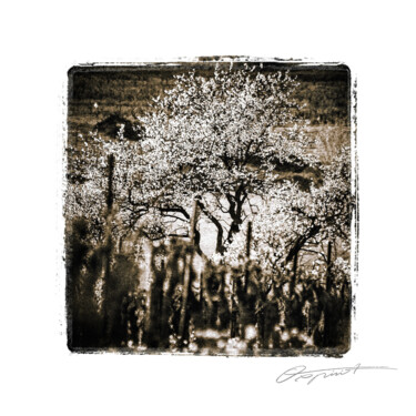 제목이 "Éveil flou"인 사진 Gilles Deschamps (OXPIRIT)로, 원작, 디지털 artwork_cat.에 장착됨