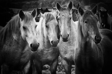 「Wild Horses」というタイトルの写真撮影 Jan Brdejによって, オリジナルのアートワーク, デジタル