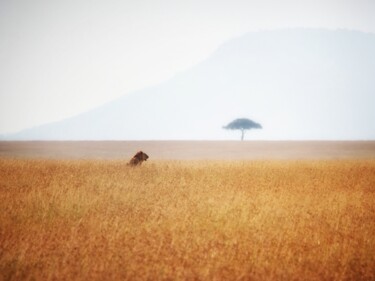「Savanna」というタイトルの写真撮影 Jan Brdejによって, オリジナルのアートワーク, デジタル