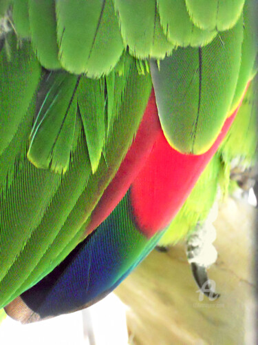 A colorful barbadensis amazon parrot with intense red area.. "A colorful barbaden…" başlıklı Fotoğraf Cédric Hajiji tarafından, Orijinal sanat, Fotoşoplu fotoğrafçılık