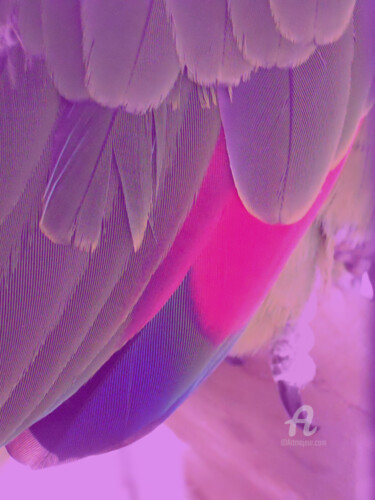 An amazona bird wing details with a Purple kind of UV photom Photography titled "An amazona bird win…" by Cédric Hajiji, Original Artwork, Manipulated Photography