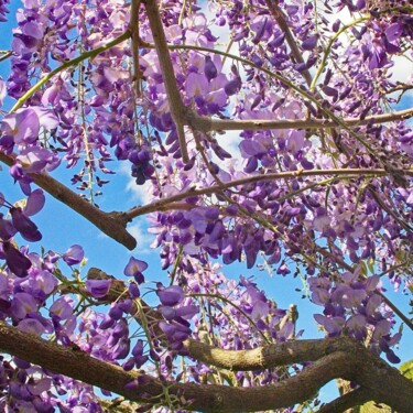 Fotografie getiteld "Glycine dans la ton…" door Michel Akli, Origineel Kunstwerk, Digitale fotografie