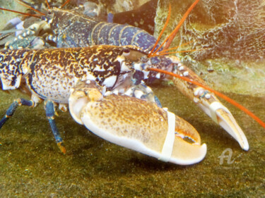 A large lobster and antennas with attached paws or pliers .. 摄影 标题为“A large lobster and…” 由Cédric Hajiji, 原创艺术品, 操纵摄影
