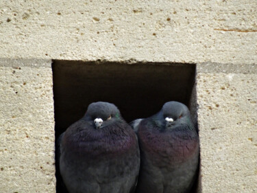 Two modern settled columba livia birds ... with theirs purp. Fotografie mit dem Titel "Two modern settled…" von Cédric Hajiji, Original-Kunstwerk, Manipulierte Fotografie