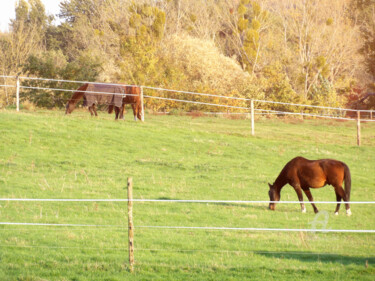 Autumn colors and horses grazing in pasture "Autumn colors and h…" başlıklı Fotoğraf Cédric Hajiji tarafından, Orijinal sanat, Fotoşoplu fotoğrafçılık