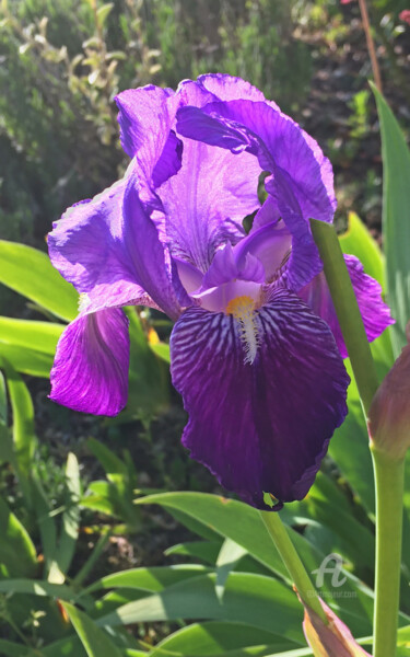 One purple iris flower head and all her petails details Fotografia zatytułowany „One purple iris flo…” autorstwa Cédric Hajiji, Oryginalna praca, Fotografia cyfrowa