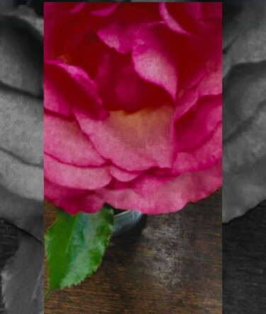 Fotografie getiteld "Rose" door Risa Kitamura, Origineel Kunstwerk, Digitale fotografie Gemonteerd op Frame voor houten bran…