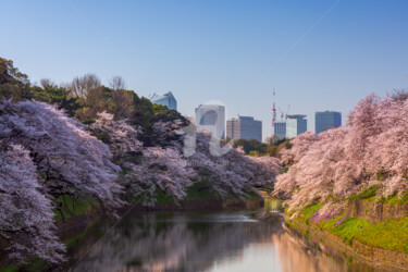 Cherry blossoms along the Chidorigafuchi moat Φωτογραφία με τίτλο "Cherry blossoms alo…" από Anirban Basu, Αυθεντικά έργα τέχνης, Ψηφιακή φωτογραφία
