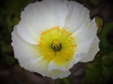 "Printemps" başlıklı Fotoğraf Monique Anna Michel tarafından, Orijinal sanat, Fotoşopsuz fotoğraf