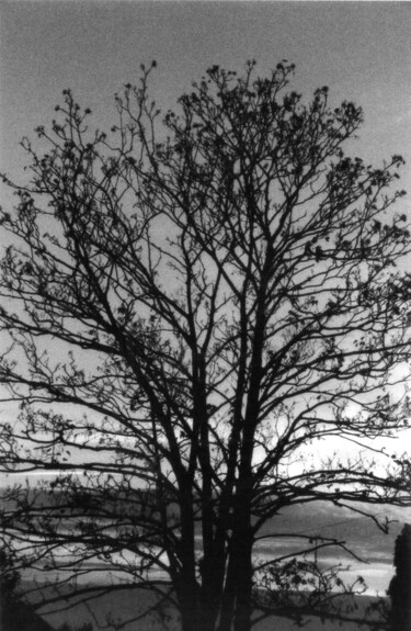 Photography titled "Tree." by Peter Scott-Harrison, Original Artwork, Analog photography
