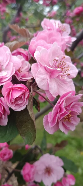 Photography titled "Pink marshmallow" by Vselena, Original Artwork, Non Manipulated Photography