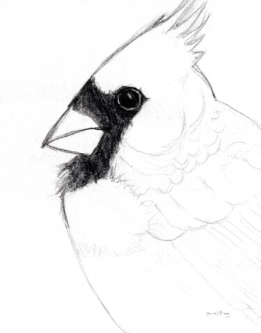 Cardinal Close Up Pittura intitolato "Cardinal Close Up" da Janel Bragg, Opera d'arte originale, Matita