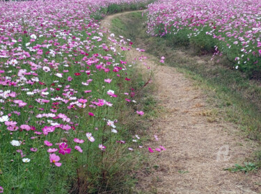 Φωτογραφία με τίτλο "A Path Among Blosso…" από Yeon-Gyeong Seo (Seo), Αυθεντικά έργα τέχνης, Ψηφιακή φωτογραφία