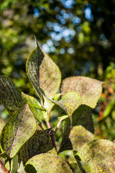 Portrait feuilles hortensia 「Portrait feuilles h…」というタイトルの写真撮影 Coralie Dauzatsによって, オリジナルのアートワーク, デジタル