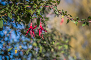 제목이 "Fuchsias"인 사진 Coralie Dauzats로, 원작, 디지털