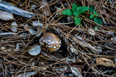 Champignon marron Fotografia intitolato "Champignon marron" da Coralie Dauzats, Opera d'arte originale, Fotografia digitale