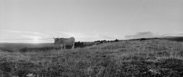 Photographie intitulée "Le têton" par Hervé Gergaud, Œuvre d'art originale, Photographie argentique
