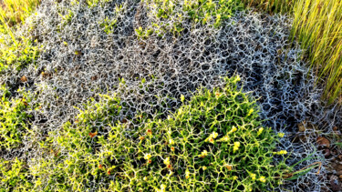 Nature’s Lace on the Cyprus Shore Photography titled "Nature’s Lace on th…" by Sergei Gundorov, Original Artwork, Digital Photography
