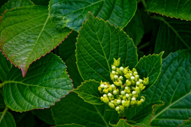 Hortensia 156. Fotografia intitolato "Hortensia 156." da Thierry Martin, Opera d'arte originale, Fotografia digitale