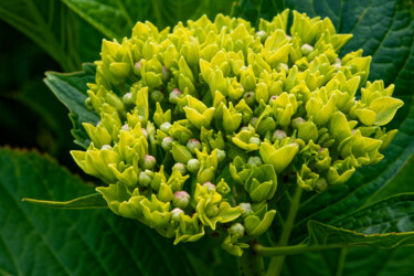 Фотография под названием "Hortensia 157." - Thierry Martin, Подлинное произведение искусства, Цифровая фотография