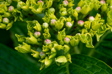 Photography titled "Hortensia 158." by Thierry Martin, Original Artwork, Digital Photography