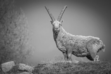 Photography titled "Bouquetin au regard…" by Anou, Original Artwork, Digital Photography Mounted on Aluminium