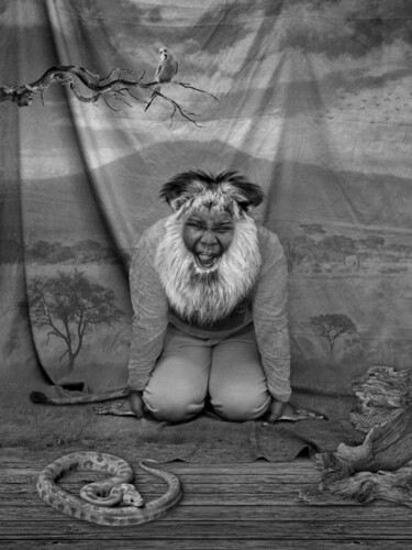 Le lion grimaçant