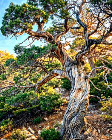 Unique twisted tree standing amidst lush green shrubs 数字艺术 标题为“Unique twisted tree…” 由Sergei Gundorov, 原创艺术品, 数字油画