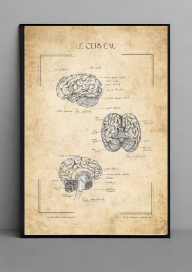 Drawing titled "Le cerveau : coupe…" by Belkis Rabie, Original Artwork, Pencil