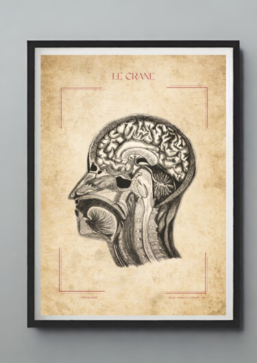 제목이 "La crâne : coupe sa…"인 그림 Belkis Rabie로, 원작, 연필