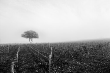 Fotografia intitulada "Brumes d'Automne" por Aaron Berger, Obras de arte originais, Papel