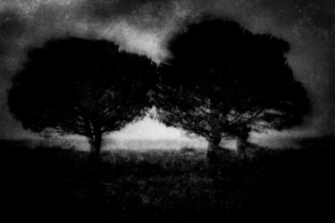 Fotografia intitolato "Les Arbres d'Oléron" da Dominique Cahier, Opera d'arte originale, Stampa digitale