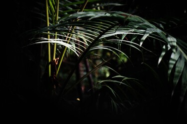 摄影 标题为“Wildlife - Naturell…” 由Théo Antonin, 原创艺术品, 数字打印