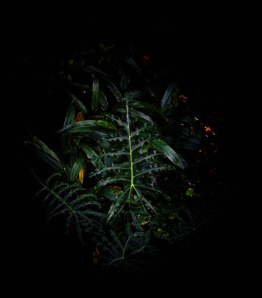 摄影 标题为“Wildlife5” 由Théo Antonin, 原创艺术品, 数字打印