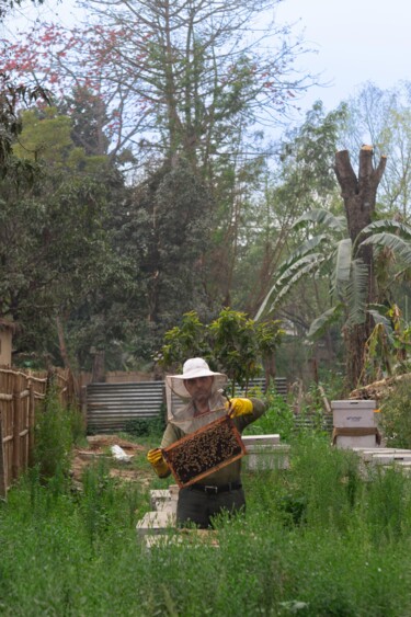 ""Bees"" başlıklı Fotoğraf Guilhem Nascimben tarafından, Orijinal sanat, Dijital Fotoğrafçılık