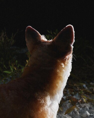 Фотография под названием "Renard 1" - Nathan Ghali, Подлинное произведение искусства, Алюминий