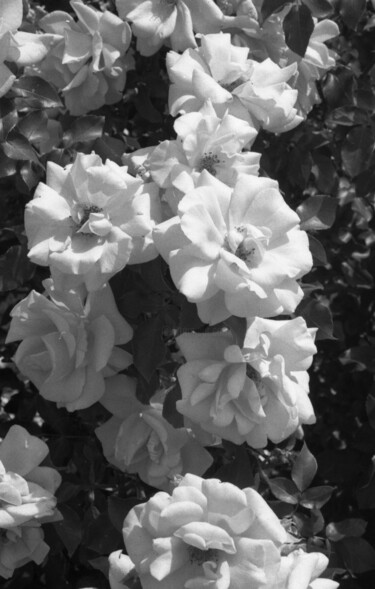 摄影 标题为“roses du Parc de Ba…” 由Peg, 原创艺术品, 纸