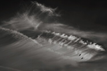 Fotografia intitolato "Vol de pigeons en m…" da Philippe Houzé, Opera d'arte originale, Carta