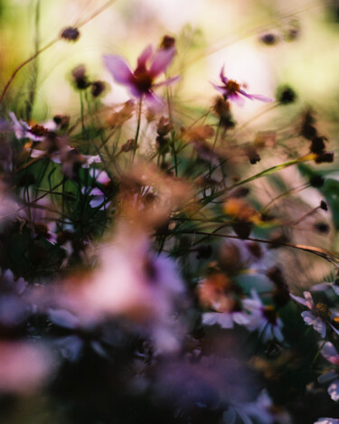 Fotografia intitulada "Vision fleurs I" por Julia Genet, Obras de arte originais, Fotografia de filme
