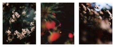 Vision eupatorium rugosum et fleurs rouges Photography titled "Vision eupatorium r…" by Julia Genet, Original Artwork, Analog photography